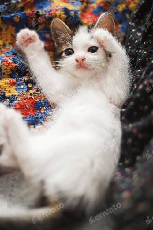 Preview: Cute little kitten playing on colorful floral dress on bed, top view.Adorable playful kitty relaxing