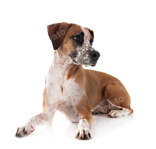 Preview: mixed-breed in studio