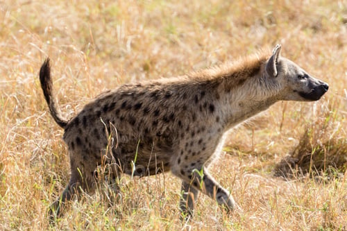 Preview: Hyena Wild Wildlife Animals Walking Maasai Mara National Reserve Park Narok