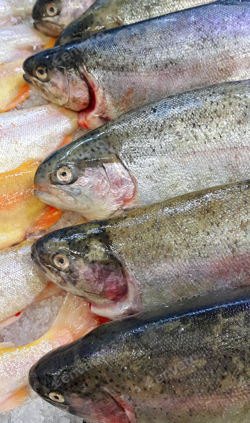 Preview: Fresh trout fish for sale in market