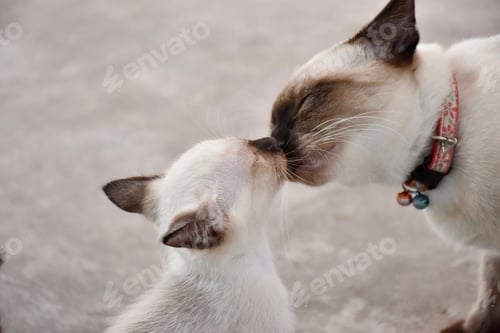 Preview: Two cats loving each other ,Cleaning by licking hair.