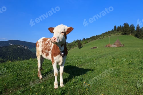 Preview: young calf