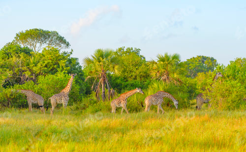 Preview: Giraffes in Safari park in Tanzania