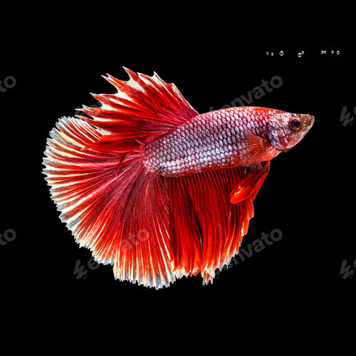 Preview: Movement beautiful of colorful siamese betta fish or half moon betta