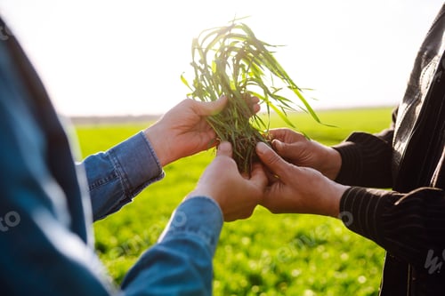 Preview: Farmers discuss agricultural issues on wheat in field. Agriculture, gardening or ecology concept.