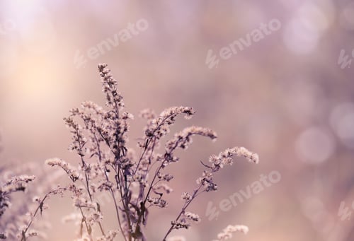 Preview: Soft focus of dry wild flower in the winter in purple tone, Selective focus of dried flowers in wint