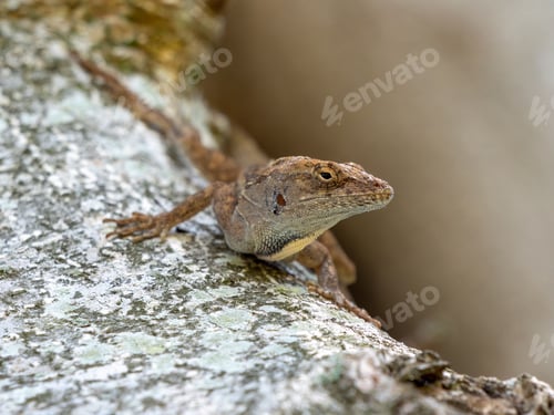 Preview: Closeup of a brown anole lizard crawling on a tree bark