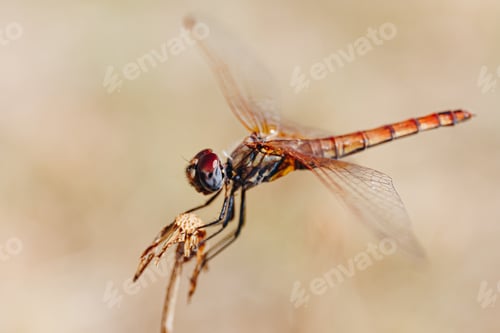 Preview: Macro shot of an orange dragonfly sitting on a flower