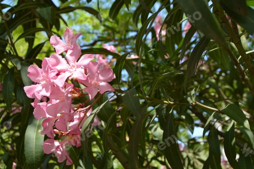 Preview: Pink Oleander Nerium shrub grows in the tropical garden
