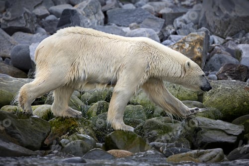 Preview: Beautiful shot of a white bear walking on rocks during the day in Svalbard