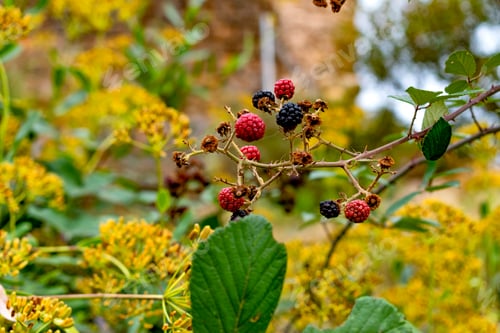 Preview: Blackberries of wild brambles located in a wooded area.