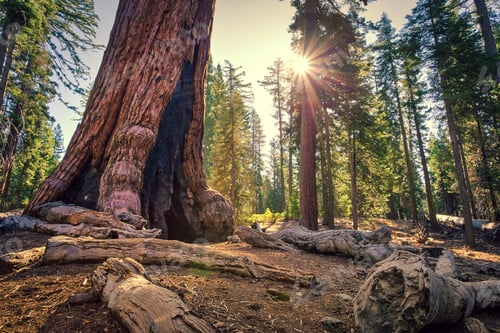 Preview: Forest Of Sequoias In The Mariposa Grove At Yosemite National Park In California