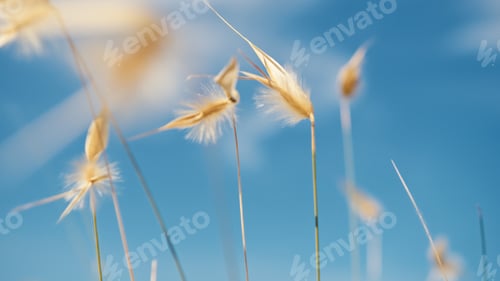 Preview: Plants blown by the wind under a blue sky