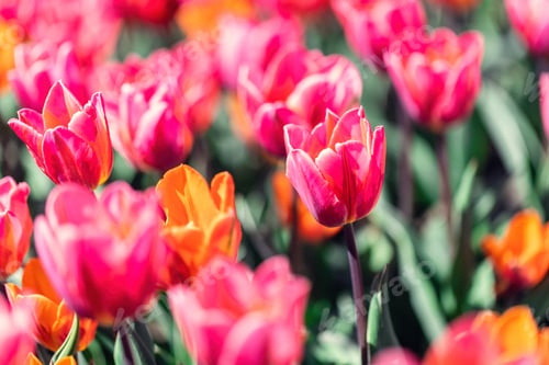 Preview: Tulip field flowers in bloom in spring
