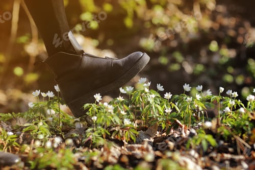 Preview: A woman's boot trample on a young anemone flower. Concept: trampled hopes, vandalism,