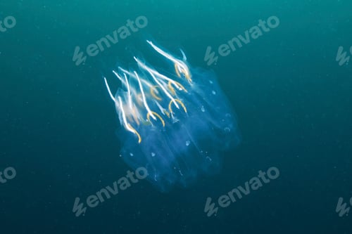 Preview: Cyclosalpa bakeri salp, Sea of Japan