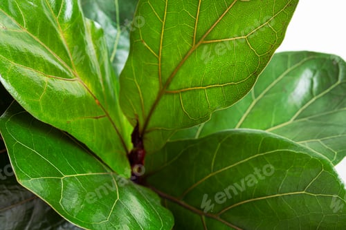 Preview: Ficus Lyrata leaves close-up