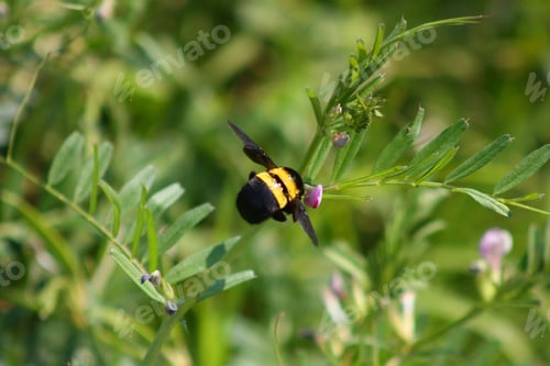 Preview: Close-up of a bumblebee buzzing around a vibrant flower in a lush meadow, gathering nectar
