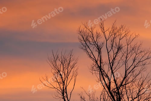 Vorschau: Rosa Wolken bei Sonnenuntergang - Foto von rosa Sonnenuntergangswolken an blauem Himmel mit nacktem Winterbaum