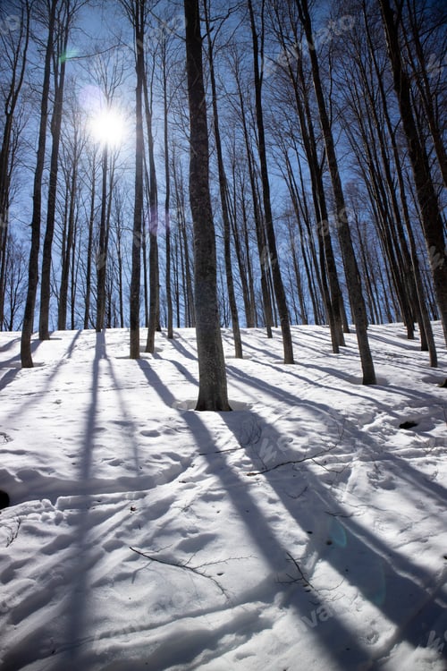 Preview: The white mantle of snow under the forest against the light