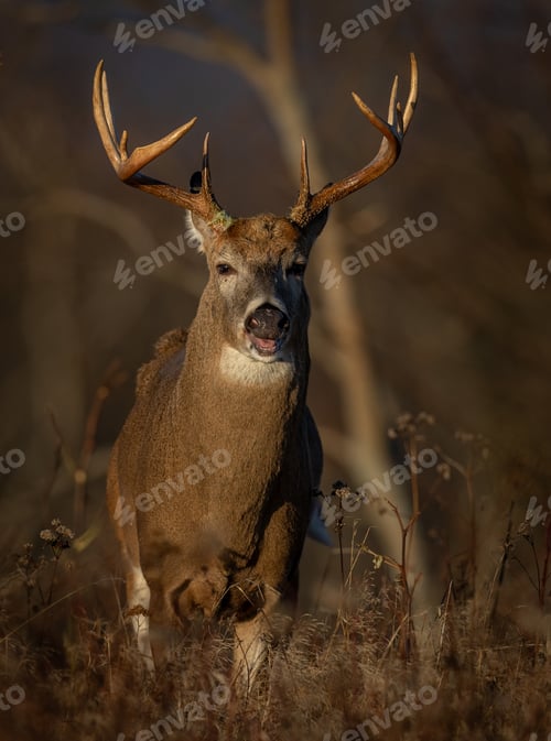Preview: A White-tailed Deer Buck During the Rut Season