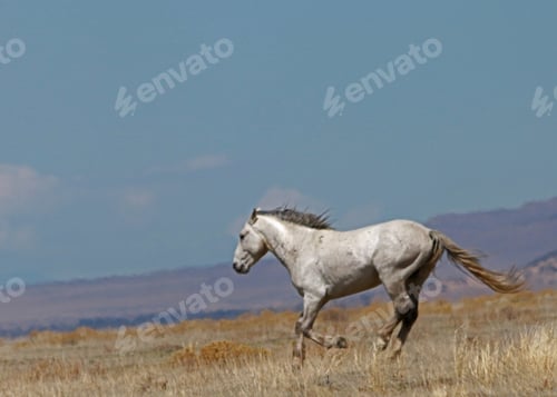 Preview: Wild horses in the west desert of the Onaqui Mountain Range in Utah’s west desert.