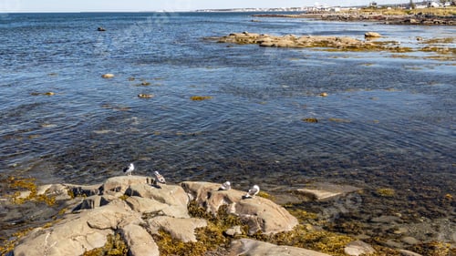 Preview: Flock of seagulls perched atop rocks in a natural body of water