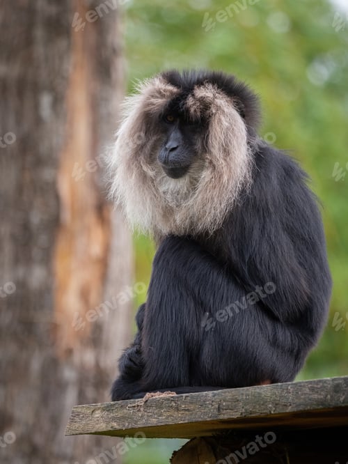 Preview: macaque at the Beauval Zoo in France