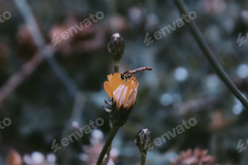 Preview: Insect in a yellow flower
