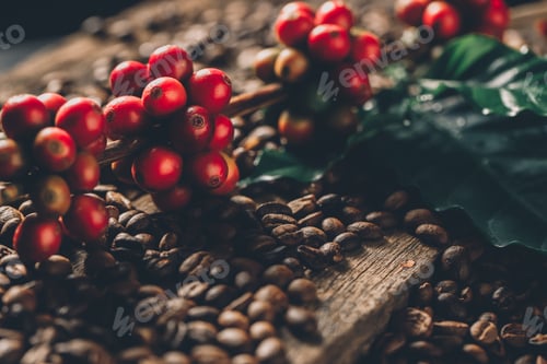 Preview: Coffee beans on coffee green leaves on wooden background, Fresh coffee beans on wooden background