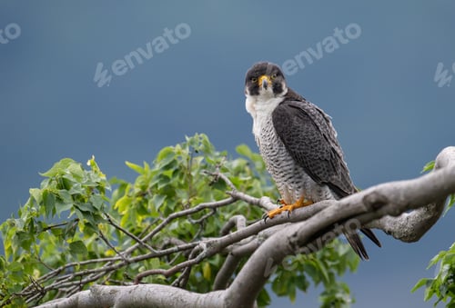 Preview: A Peregrine Falcon on a Branch