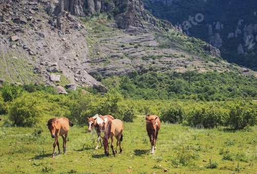 Preview: wild horses graze in the summer on a mountainside