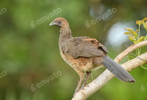 Preview: Close-up of a bird perched on a branch with a blurred green background in a natural setting