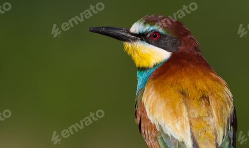 Preview: European Bee-eater, Merops apiaster. Close-up portrait