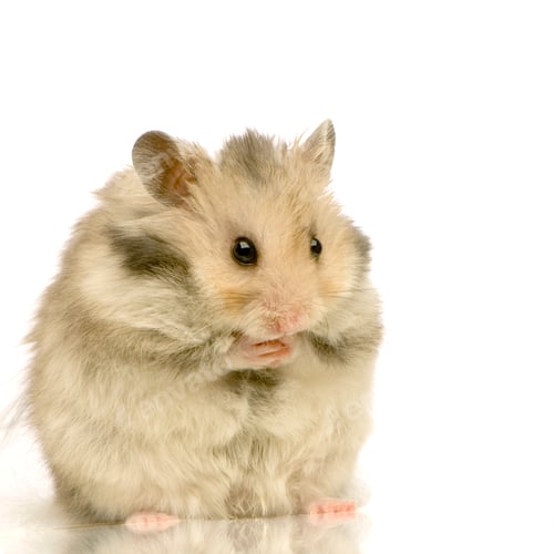 Vorschau: Hamster