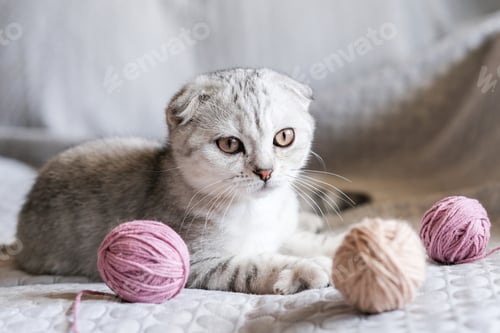 Vista previa: Un lindo gatito se sienta con madejas de hilo en el sofá. Lindo gatito escocés doblado y ovillos de lana