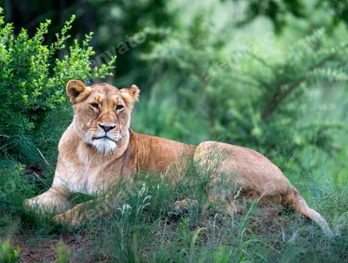 Preview: Majestic lion resting in a lush grassy field, surrounded by tall trees