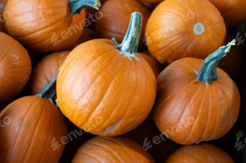 Preview: Many orange pumpkins inside wood container at a farm