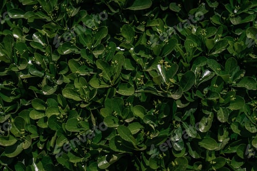 Preview: Natural background of green leaves in the park.