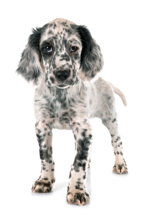 Preview: puppy english setter