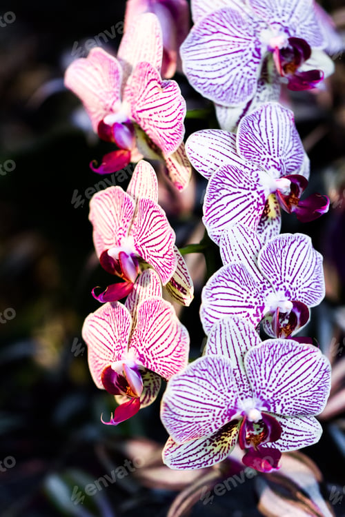 Preview: Orchids