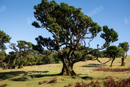 Preview: two large trees sit in the middle of a green field