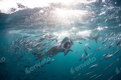 Preview: A serene underwater dance as a school of fish swirls around sea life in the shimmering light.