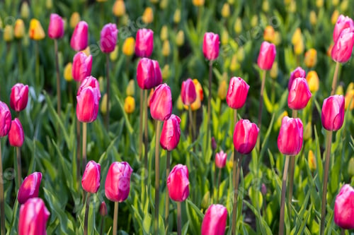 Preview: colorful tulip field with selective focus