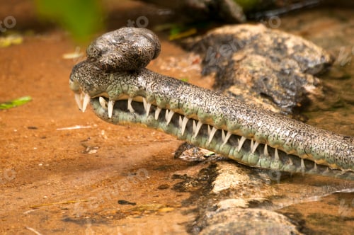 Preview: Close up of a crocodile