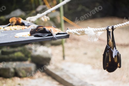 Preview: Bats are hanging in zoo cage. Giant golden-crowned flying fox.