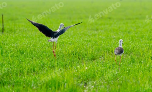 Preview: One black-winged stilt bird stand and spread the wings to fly near other bird in grass field