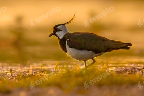Preview: Northern lapwing in wetland with warm morning colors
