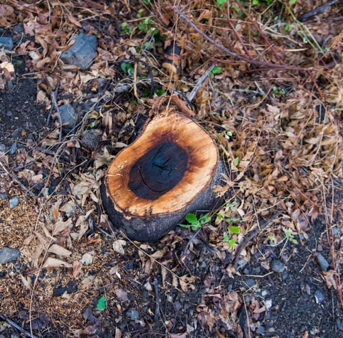 Preview: Tree stump in the forest, Cutting down tree in the forest
