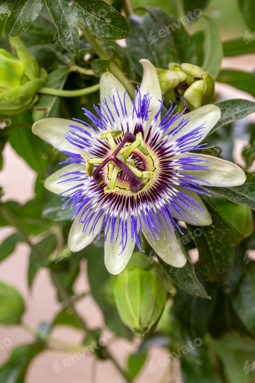 Preview: Close up passiflora. Passion Flower (Passiflora caerulea) leaf in tropical garden.